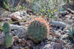 Ferocactus emoryi rectispinus
