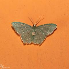 Chloropteryx languescens