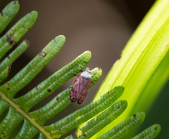Mahanarva rubripennis