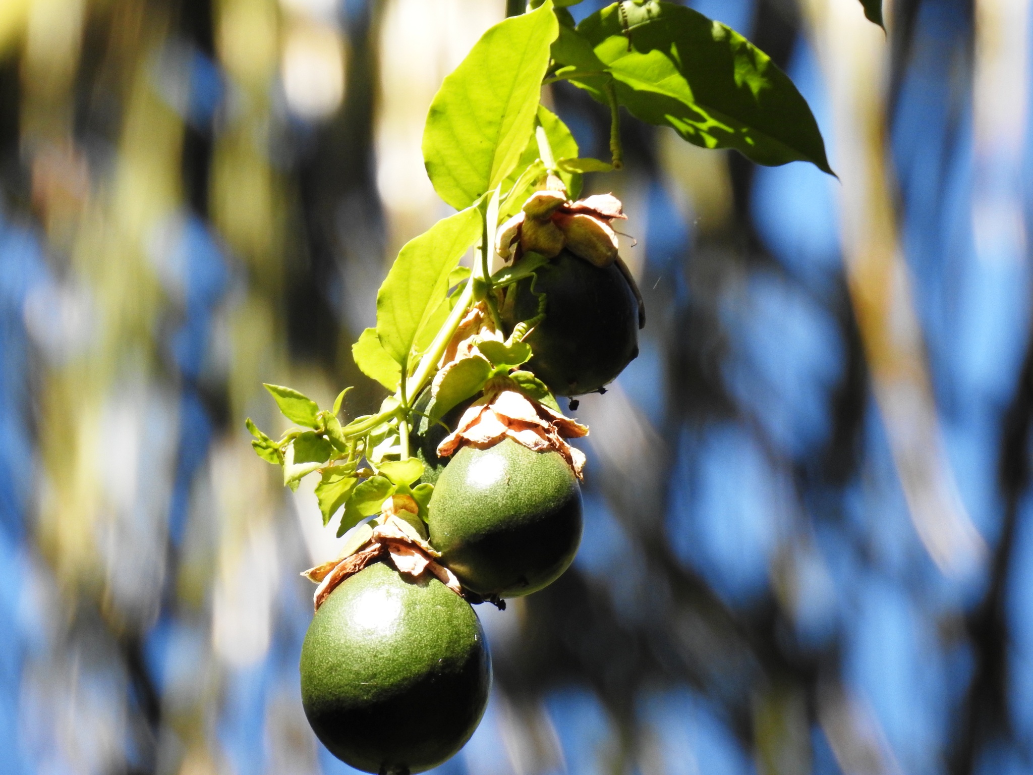 Passiflora alata