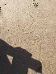 Zostera