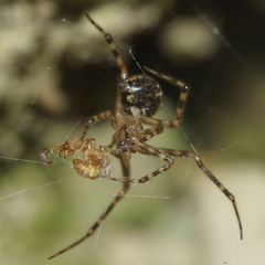 Theridion zantholabio