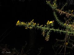 Ulex micranthus
