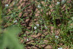 Johnstonella