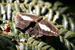 Dasyophthalma creusa