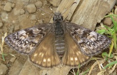 Erynnis propertius