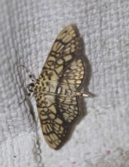 Haritalodes obliqualis