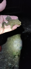 Bufo bufo