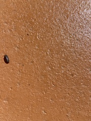 Armadillidium vulgare