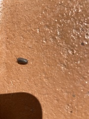 Armadillidium vulgare