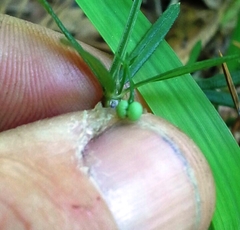 Galium uniflorum