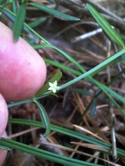 Galium uniflorum