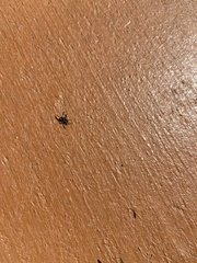 Habronattus pyrrithrix