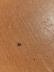 Habronattus pyrrithrix