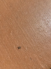 Habronattus pyrrithrix