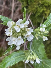 Pseudoturritis turrita