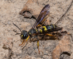 Cerceris atramontensis