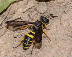 Cerceris atramontensis