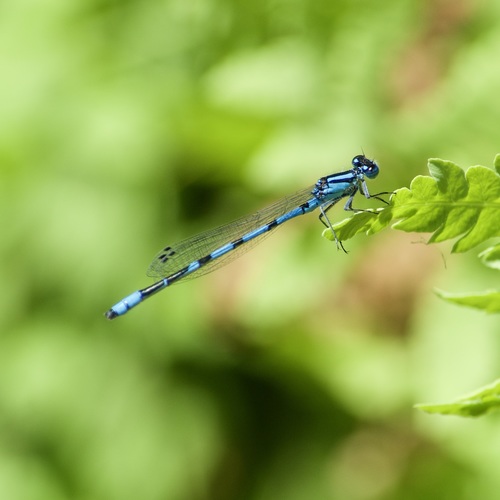 Marsh Bluet photo 3