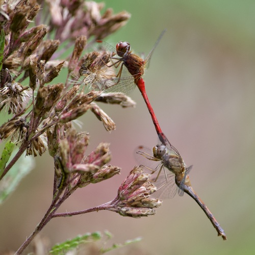Autumn Meadowhawk photo 6