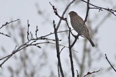 Haemorhous mexicanus