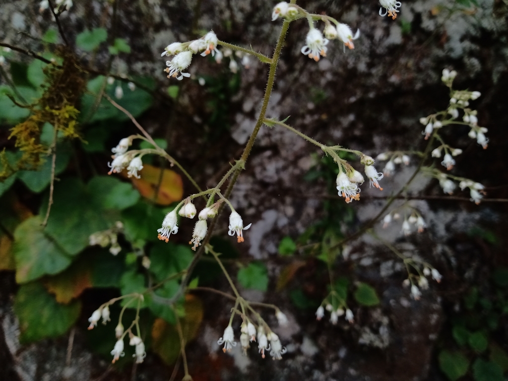 Heuchera acutifolia