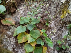 Heuchera acutifolia