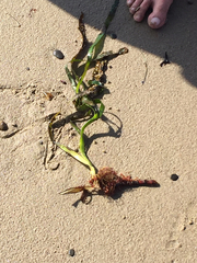 Zostera