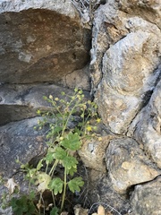 Potentilla patellifera