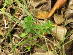Peperomia microphylla