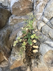 Potentilla patellifera