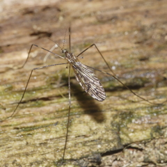 Austrolimnophila atripes