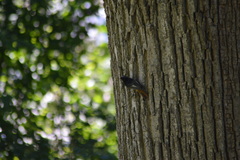 Phoenicurus ochruros