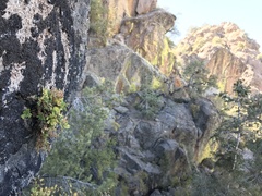 Potentilla patellifera