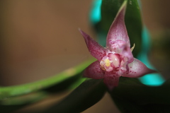 Dichaea chasei