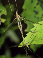 Leptotarsus albistigma