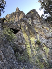 Potentilla patellifera
