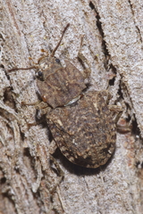 Syrphetodes marginatus