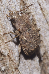 Syrphetodes marginatus
