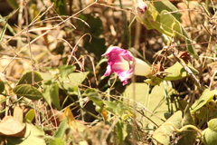 Ipomoea mairetii