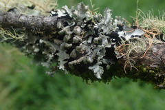 Austroparmelina labrosa