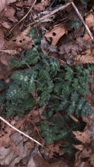 Hydrophyllum macrophyllum