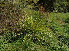 Dianella nigra