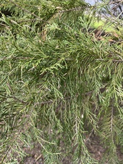 Cupressus × leylandii
