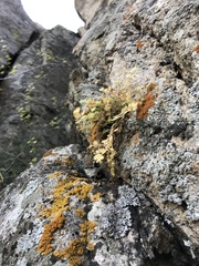 Potentilla patellifera