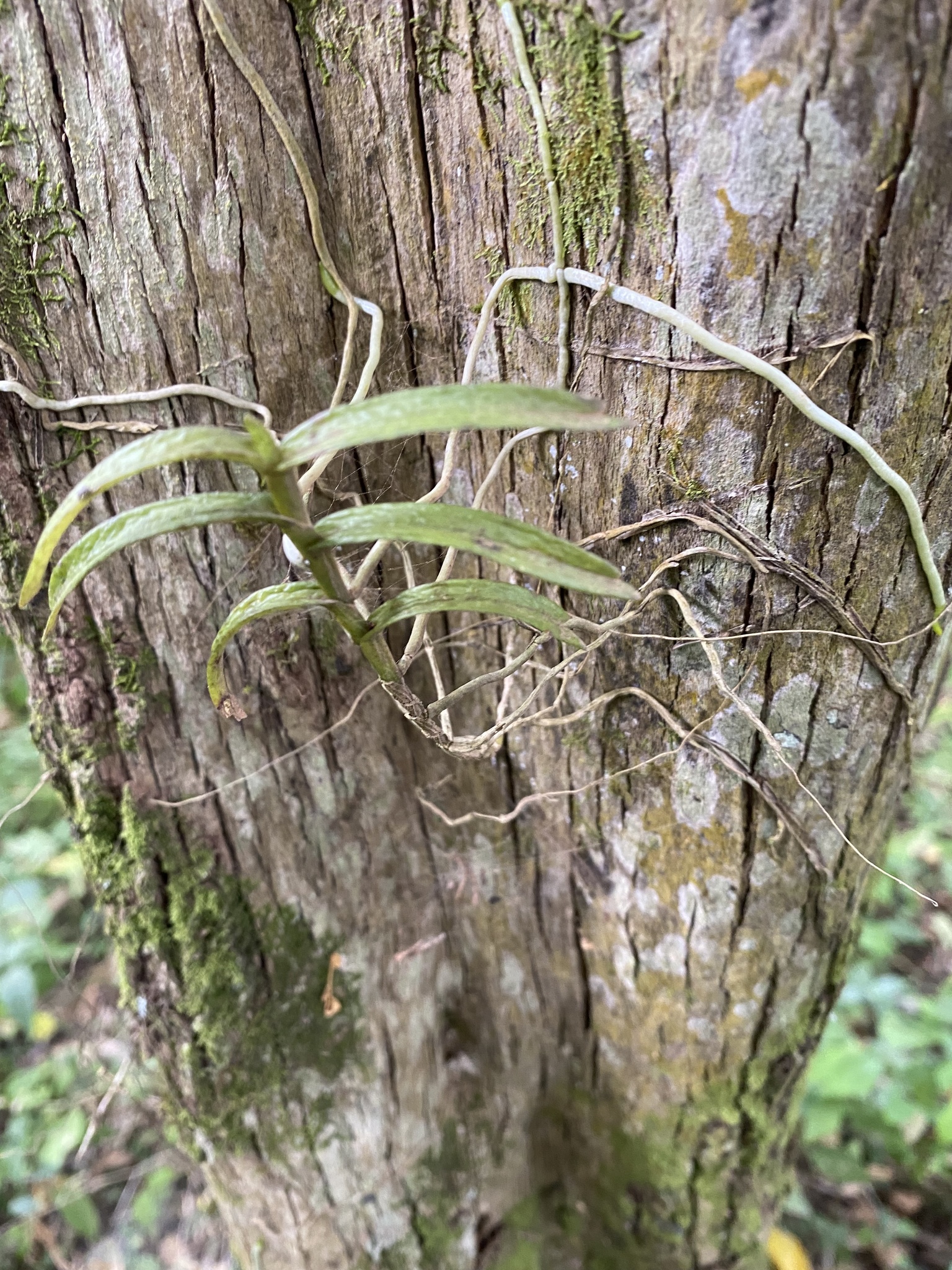 Angraecum erectum Summerh. 2