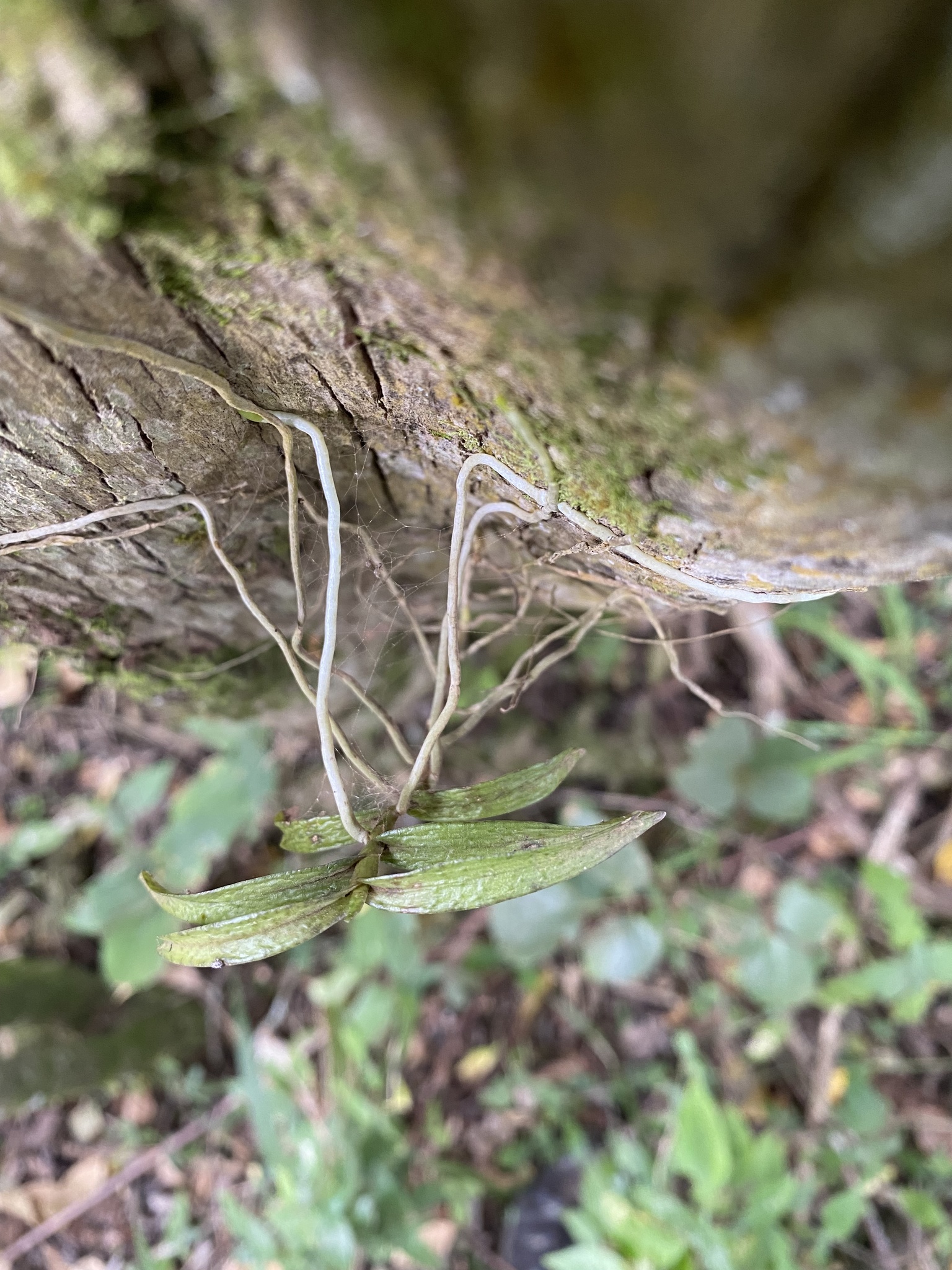 Angraecum erectum Summerh. 3