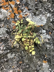 Potentilla patellifera