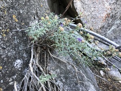 Monardella eremicola