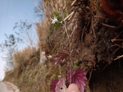 Lobelia sartorii